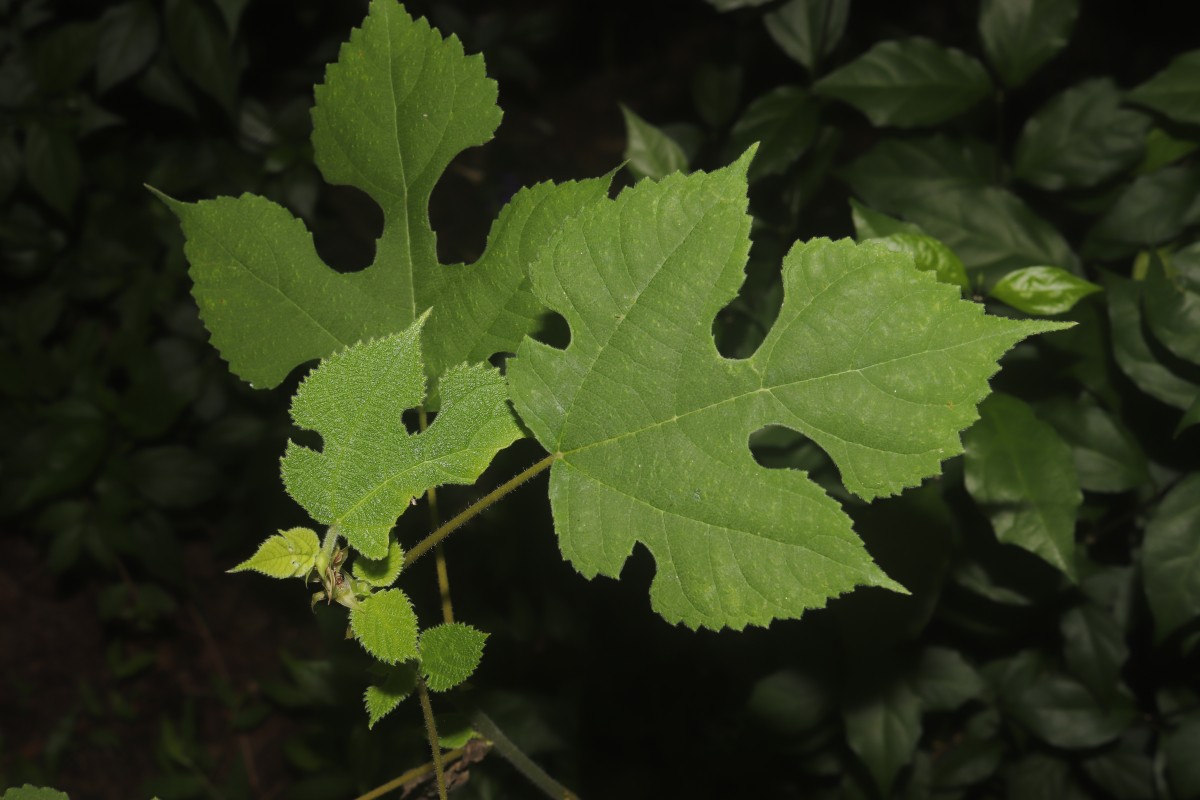 Broussonetia papyrifera (L.) L'Hér. ex Vent.